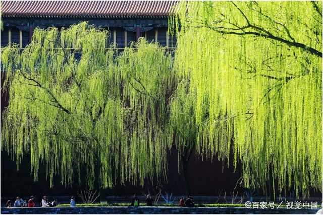 北京故宫柳树发芽,鸟儿飞舞,呈现出一派春天景象